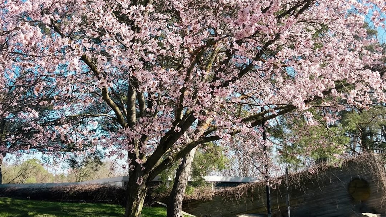 cherryblossomsguelph