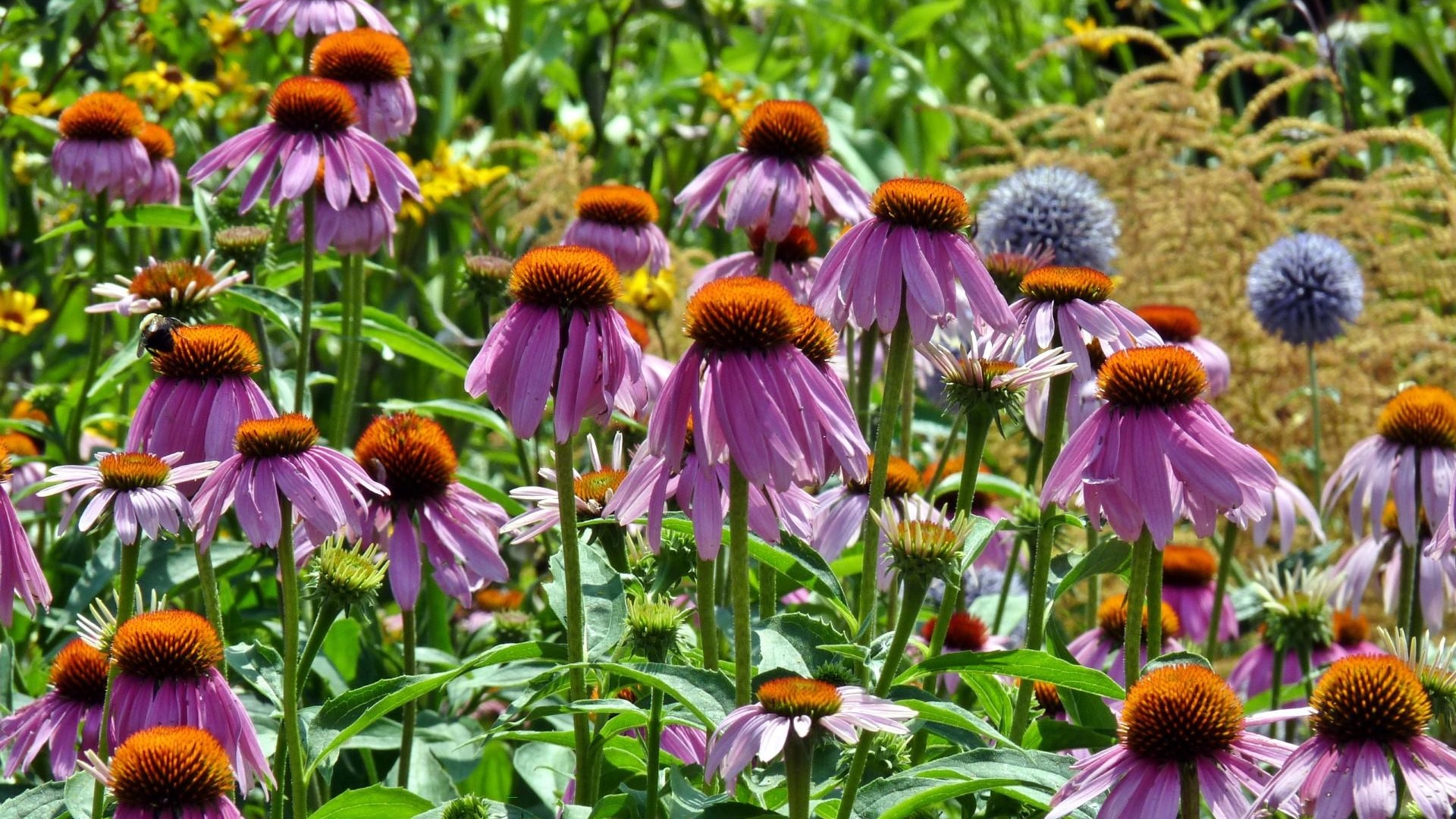 highparkflowers