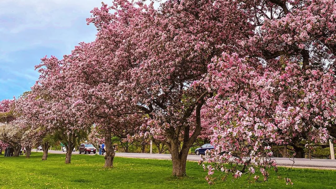 ottawacherryblossoms