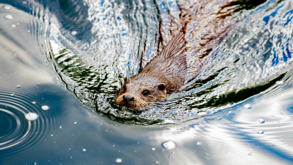 River otter in Toronto