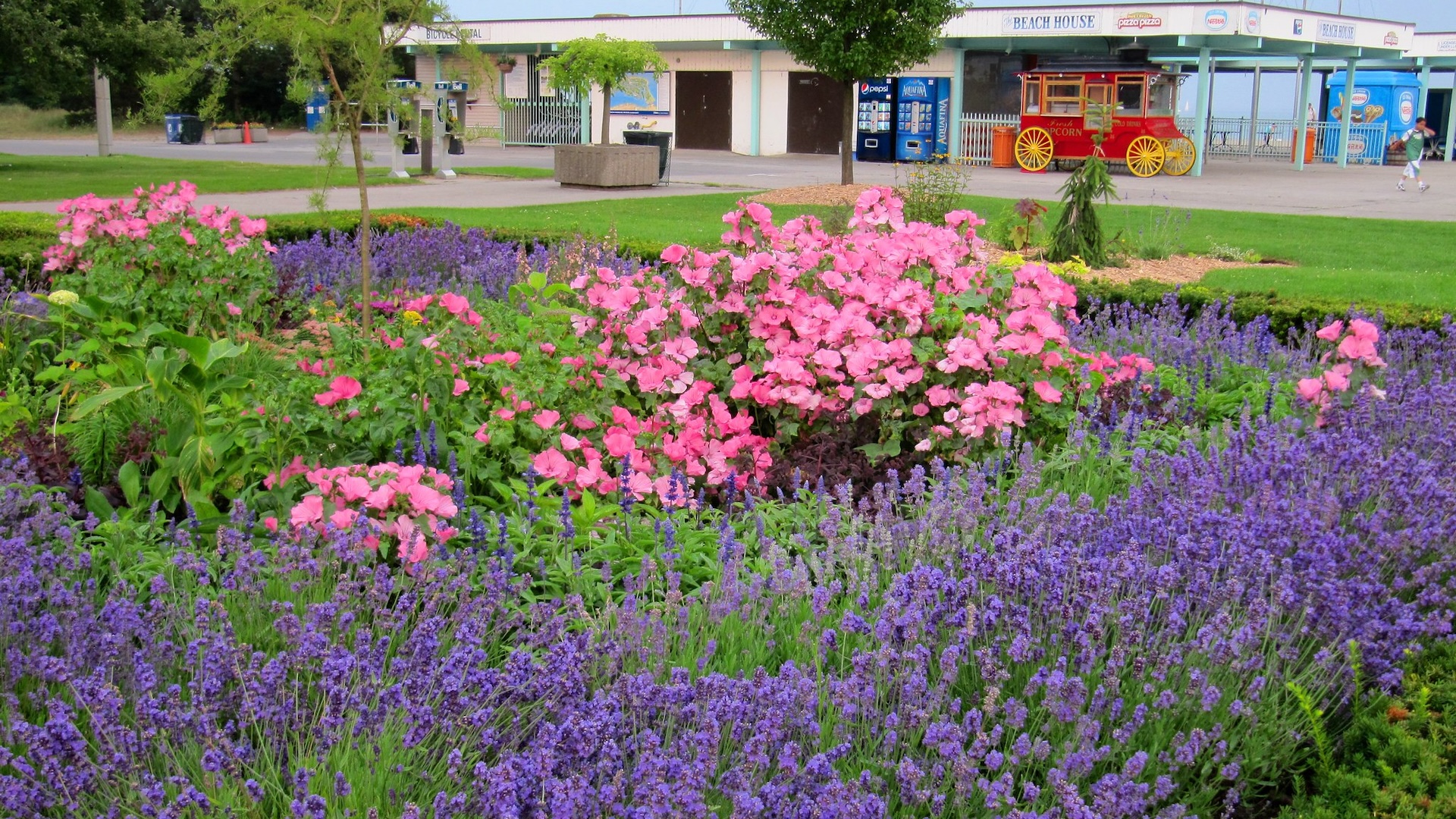 torontoislandflowers
