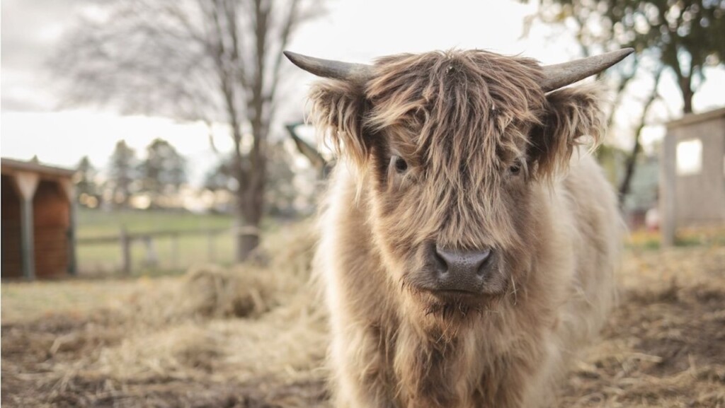 farm stay