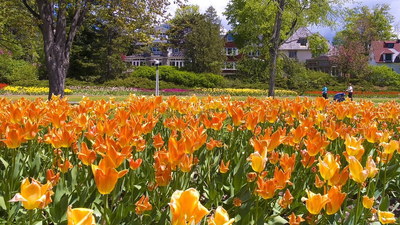 tulipfest