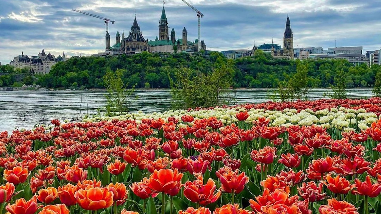 tulipfestottawacanada