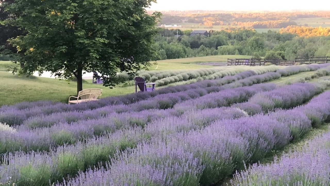 purplehillfarm