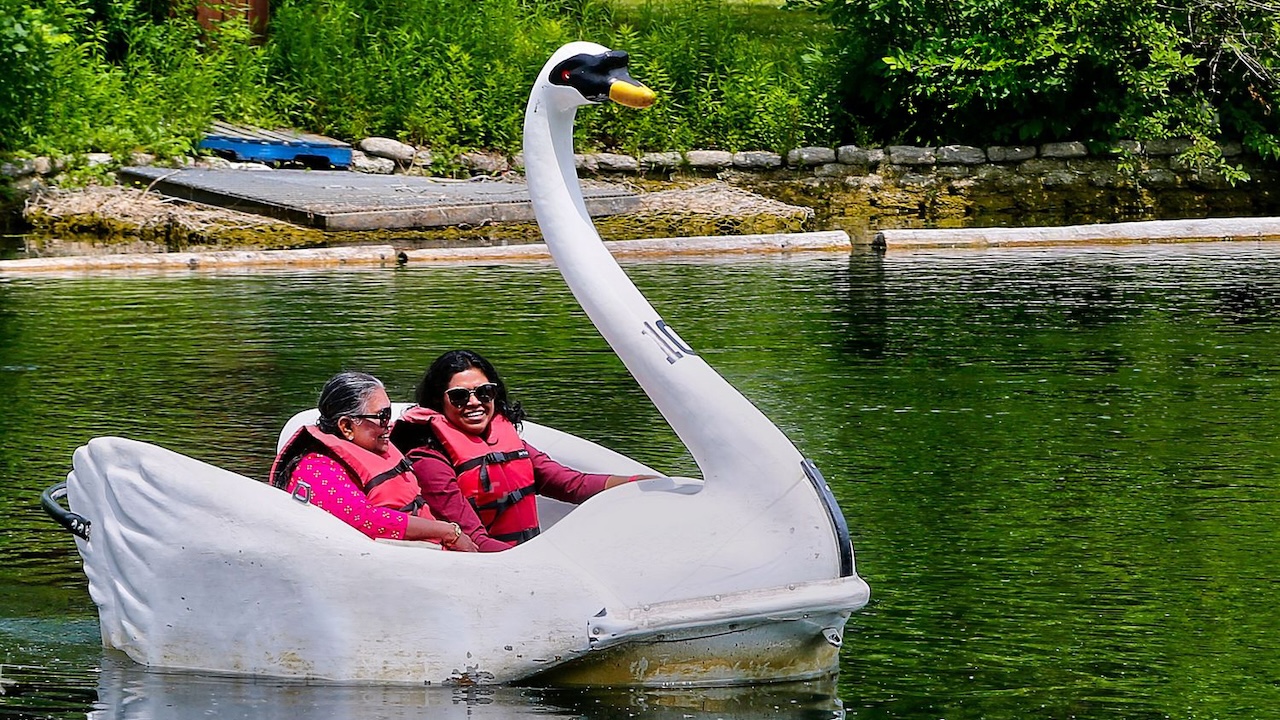 swan