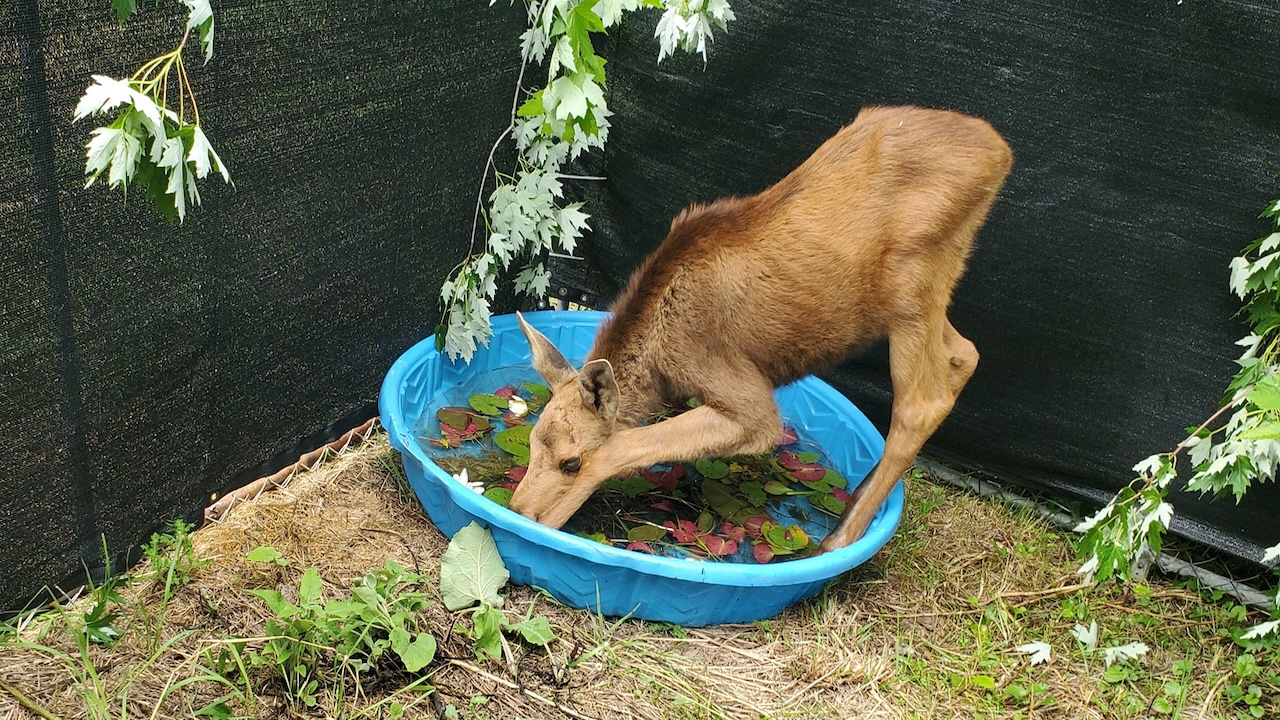 cedarmoose
