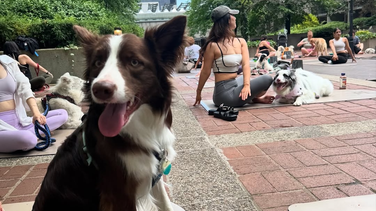 dogyoga