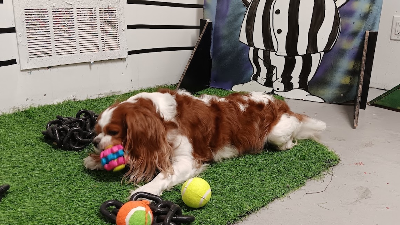 escaperoomdog