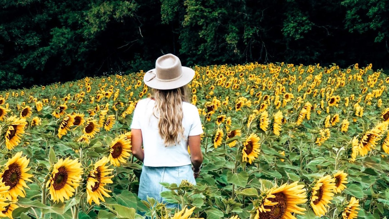sunflowerfestbrantwood