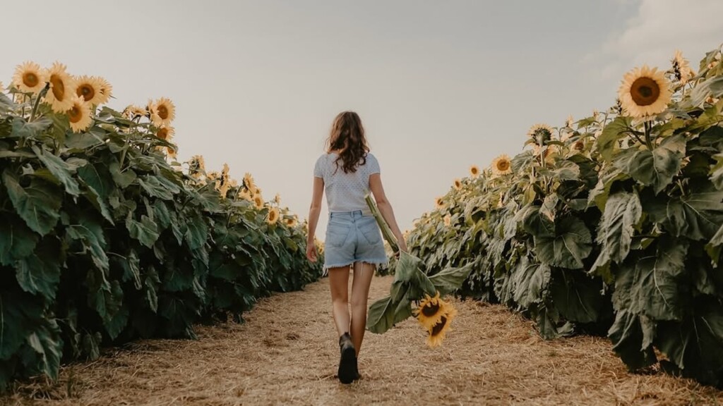 sunflower farms near Toronto