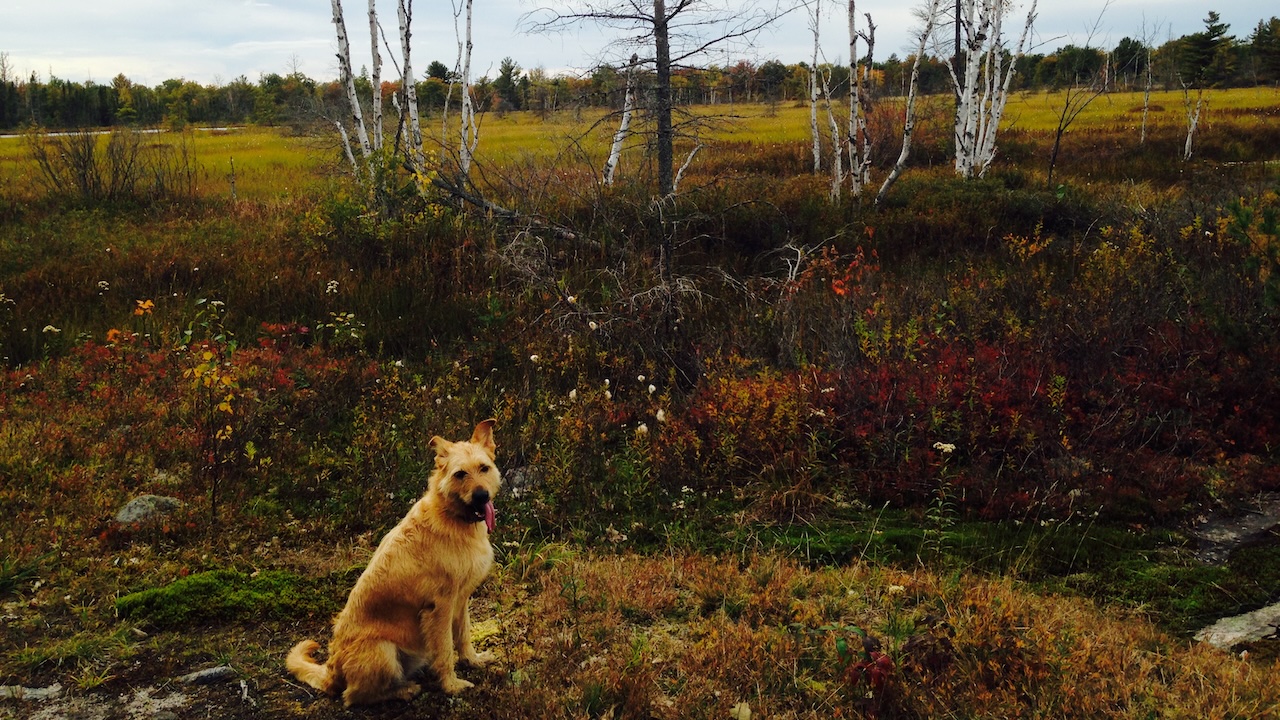 Torrance Barrens in Muskoka is a great spot for brilliant fall colours