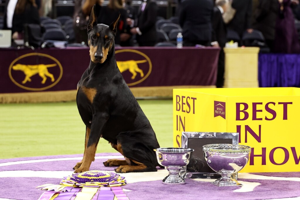 Penny the Doberman Pinscher