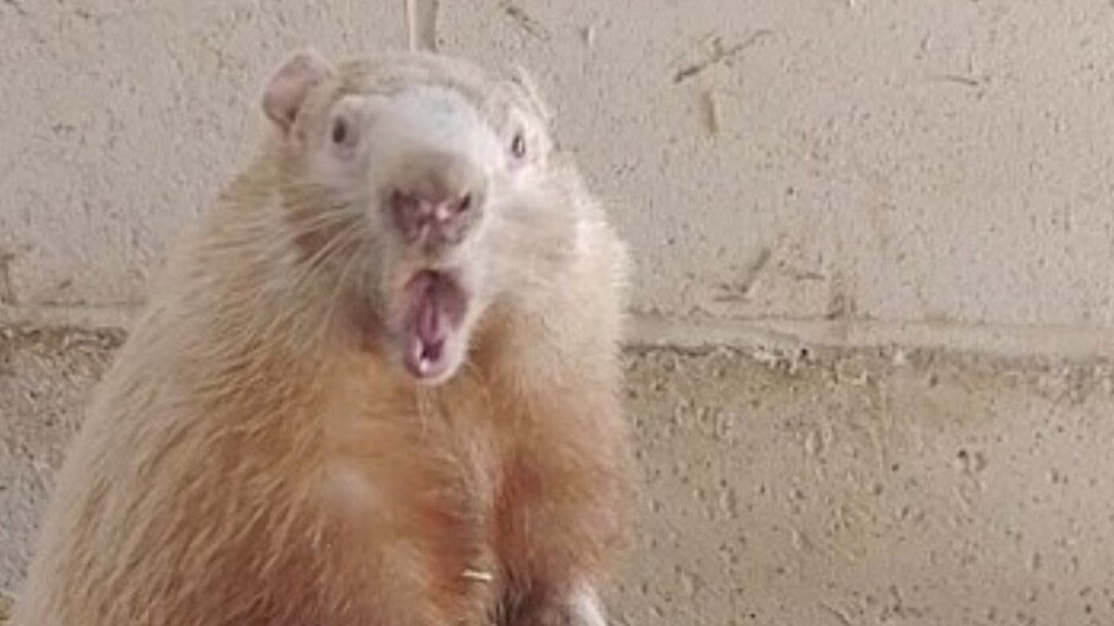 wiarton willie