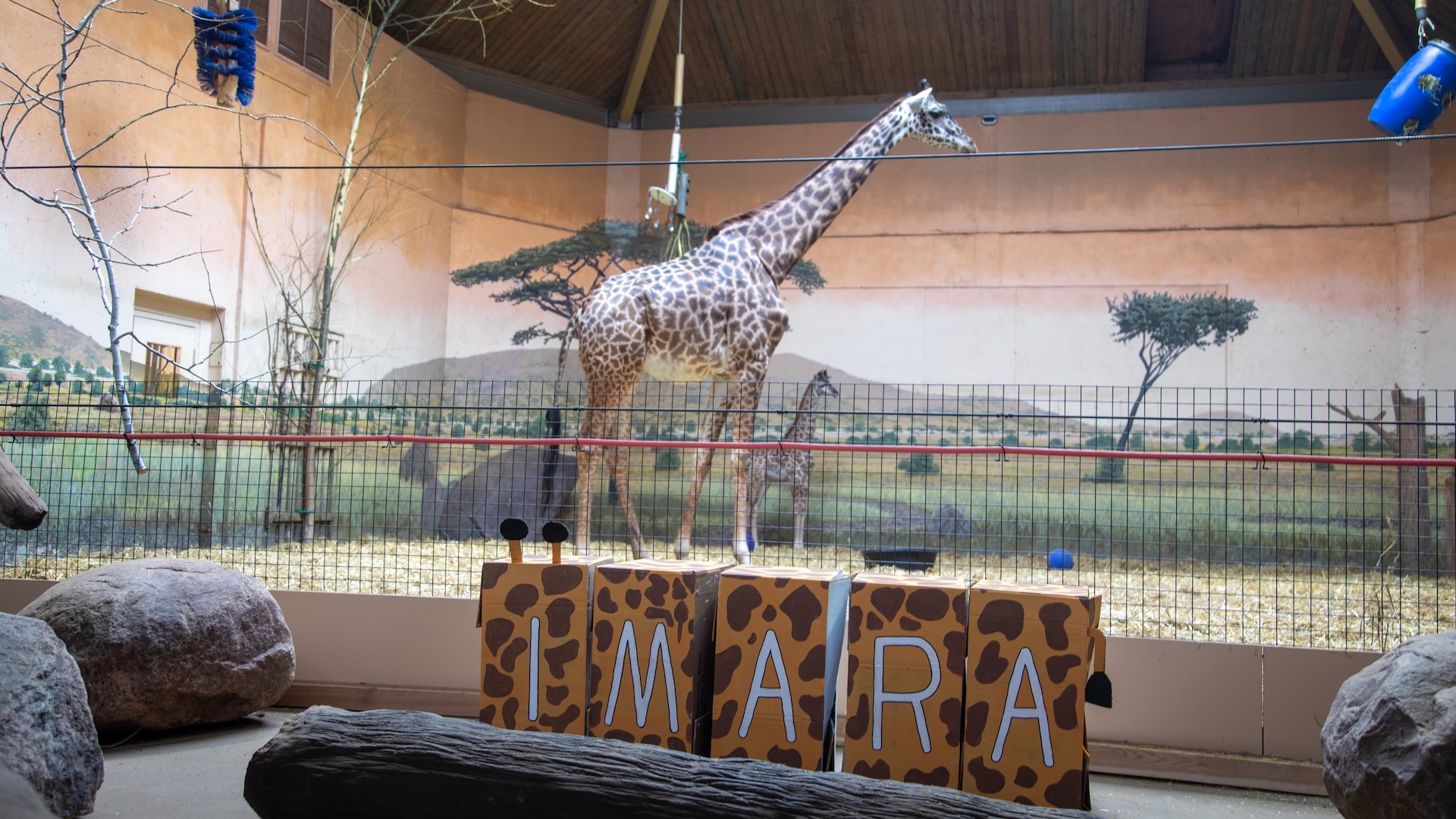 toronto zoo giraffe
