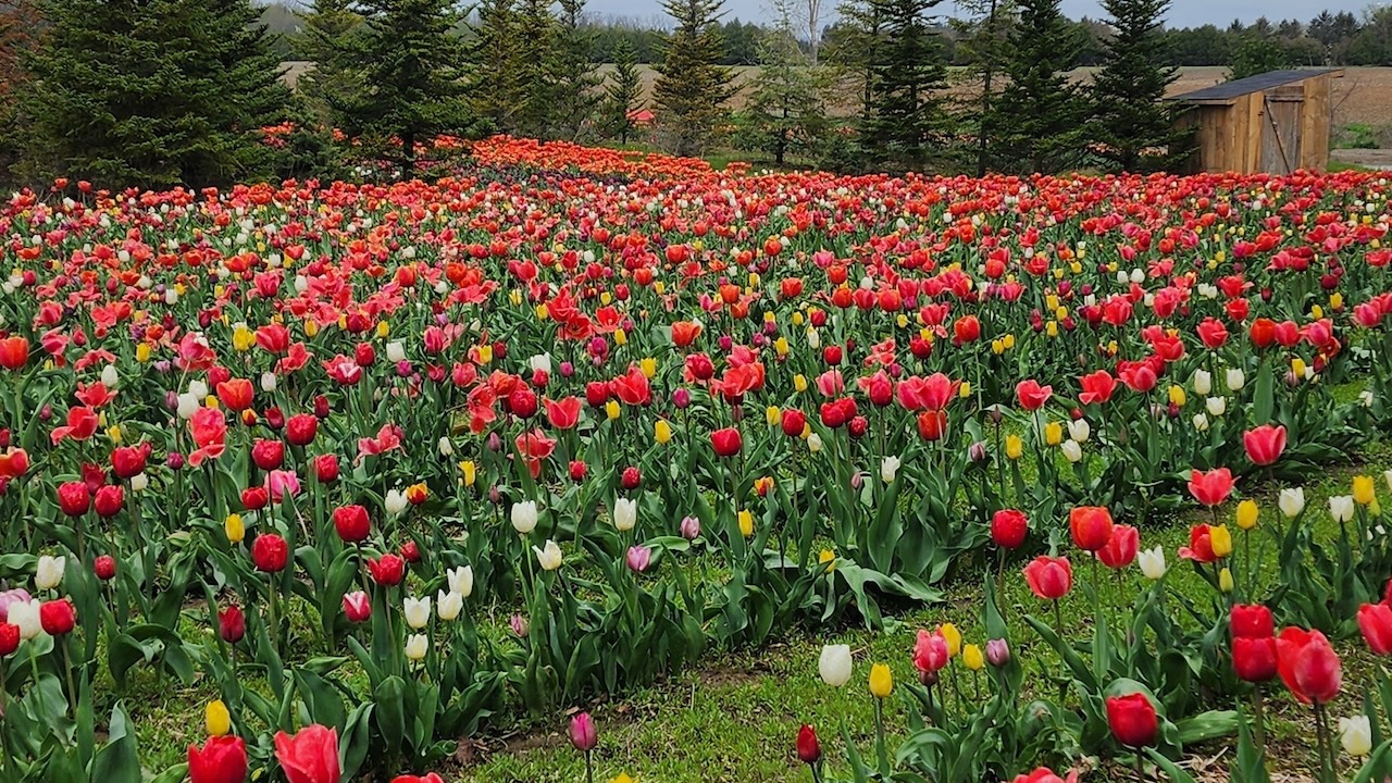 hat trick farms tulip