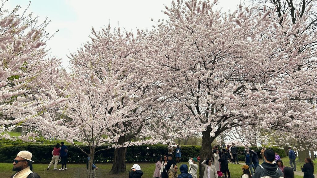 high park cherry blossoms