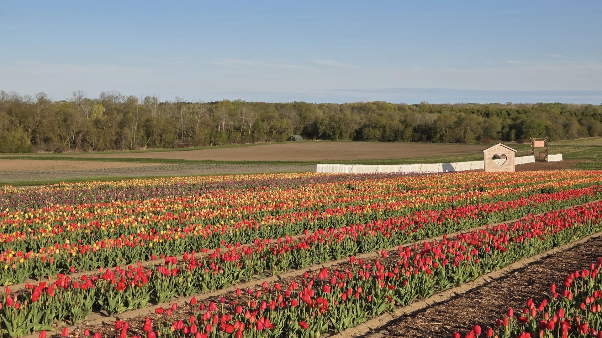 pingles tulips