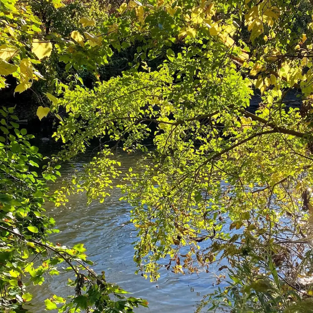 Crother's Woods Toronto