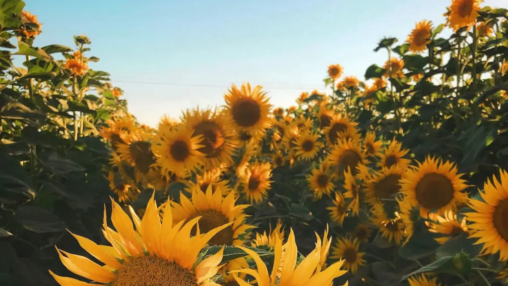 Sunflowers, Hereward Farms