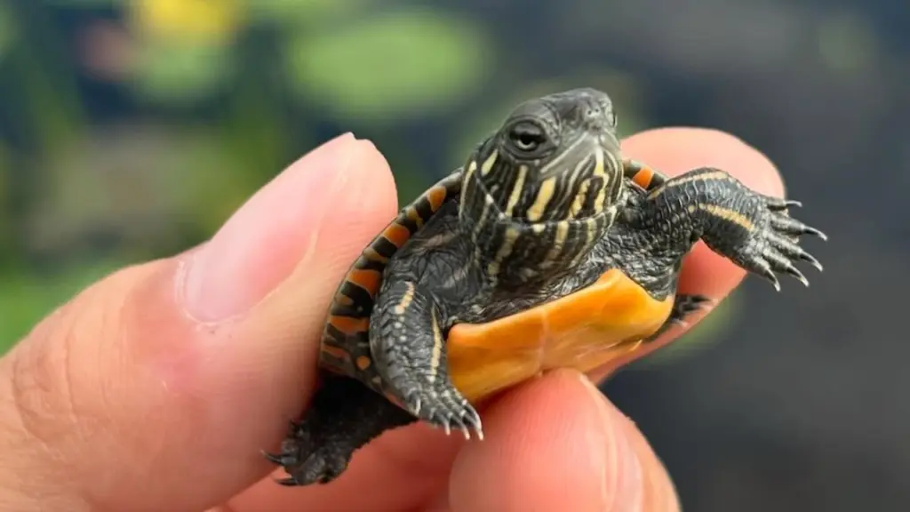 baby turtle, Toronto