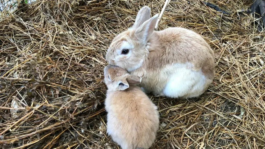 bunnies